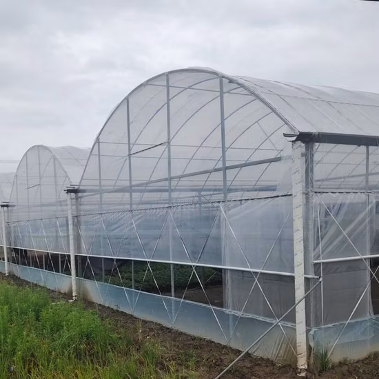 Film de serre à diffusion de lumière 200 microns Protection UV 36 mois